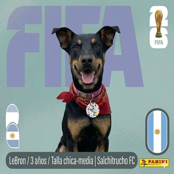 LeBron, 3 años, talla chica-media, en adopción en Lujaneritos