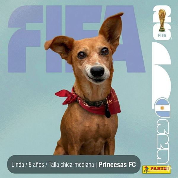 Linda, 8 años, talla chica-mediana, en adopción en Lujaneritos