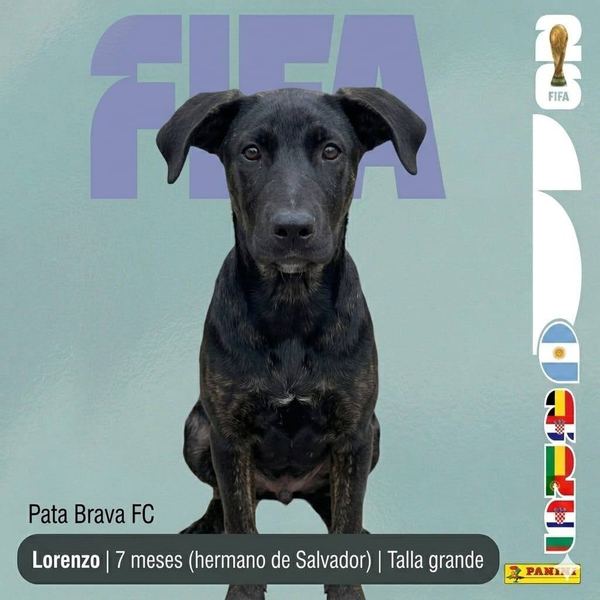 Lorenzo, 7 meses, talla grande, en adopción en Lujaneritos