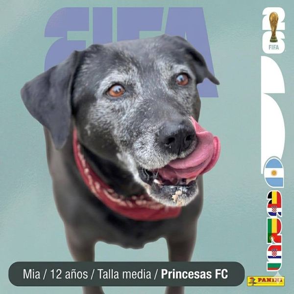 Mia, 12 años, talla media, en adopción en Lujaneritos