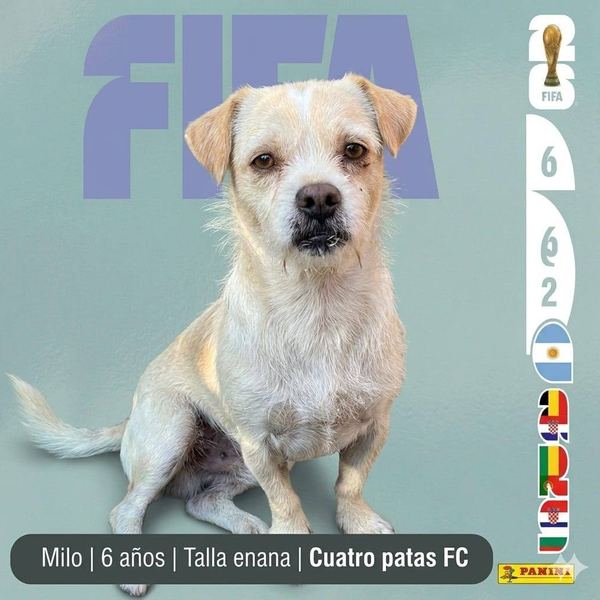 Milo, 6 años, talla enana, en adopción en Lujaneritos