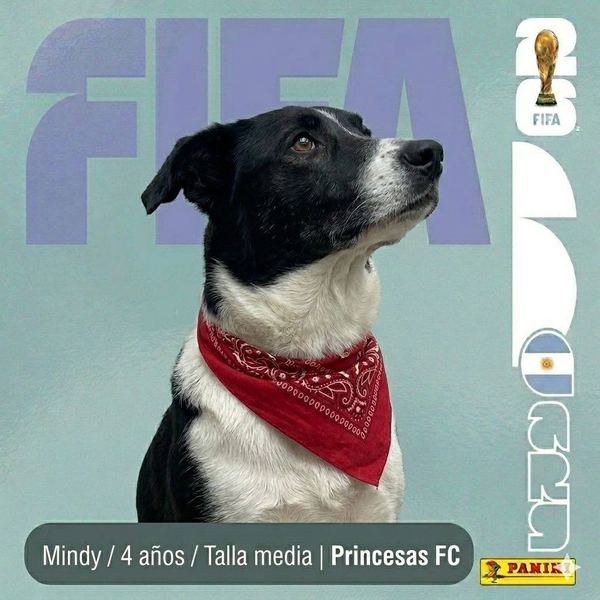Mindy, 4 años, talla media, en adopción en Lujaneritos