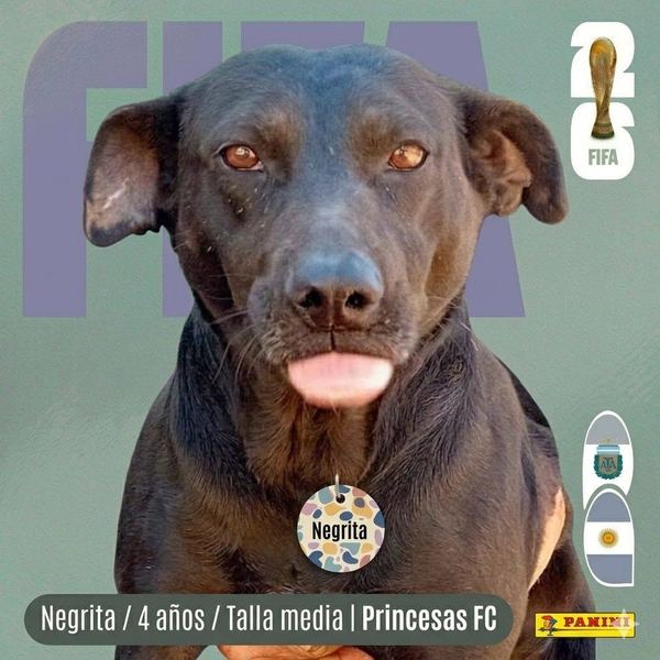 Negrita, 4 años, talla media, en adopción en Lujaneritos