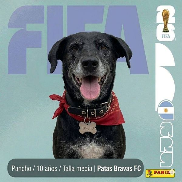 Pancho, 10 años, talla media, en adopción en Lujaneritos