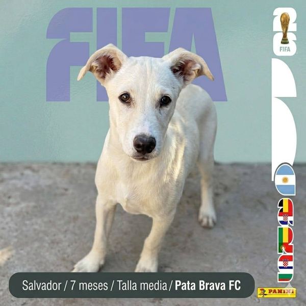 Salvador, 7 meses, talla media, en adopción en Lujaneritos