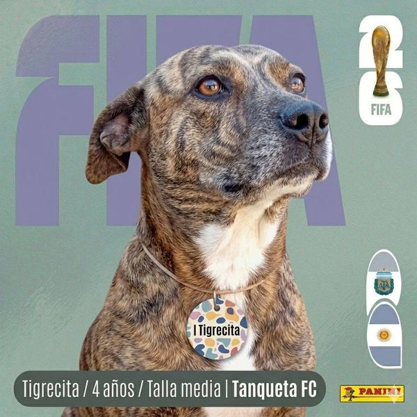 Tigrecita, 4 años, talla media, en adopción en Lujaneritos