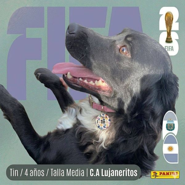 Tin, 4 años, talla media, en adopción en Lujaneritos