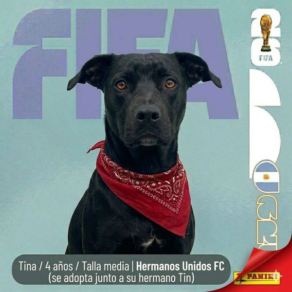 Tina, 4 años, talla media, en adopción en Lujaneritos