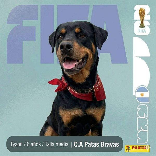 Tyson, 6 años, talla media, en adopción en Lujaneritos