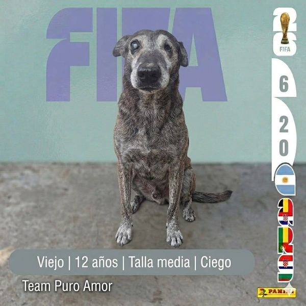 Viejo, 12 años, talla media, en adopción en Lujaneritos