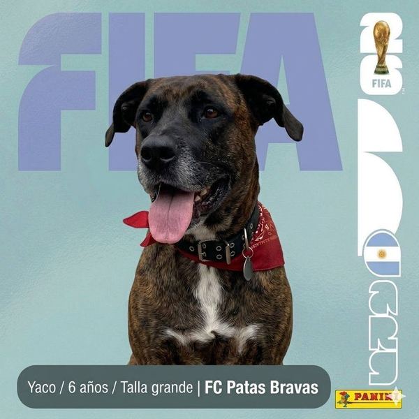 Yaco, 6 años, talla grande, en adopción en Lujaneritos