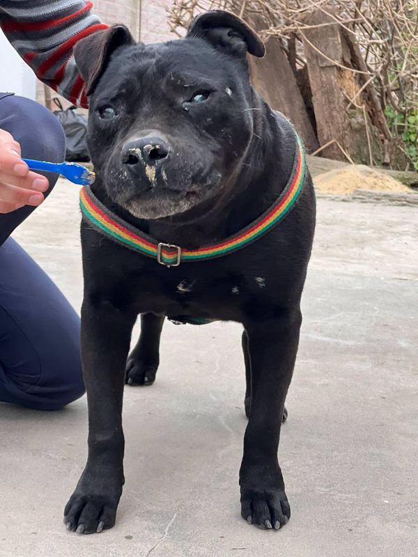 Julio, pitbull negro y viejo, recibiendo comida con una cuchara