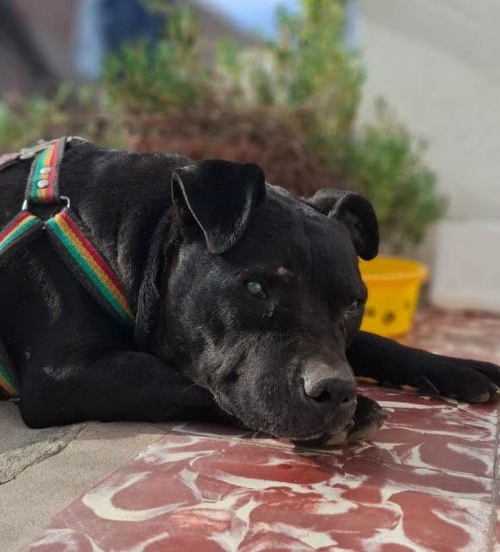 Julio descansando al sol