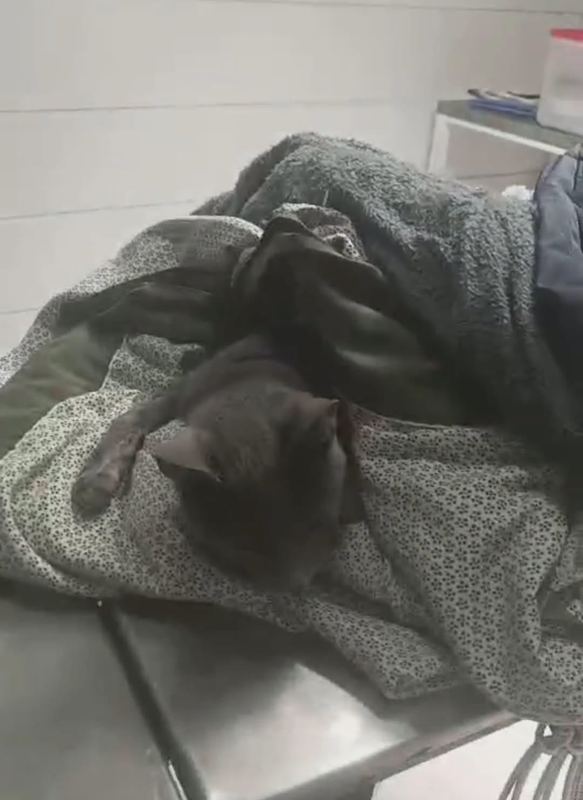 La gata rescatada, cuando todavía luchaba por su vida