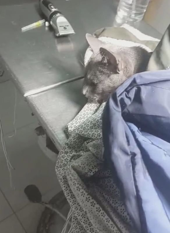 Uno de los dos gatitos huérfanos rescatados