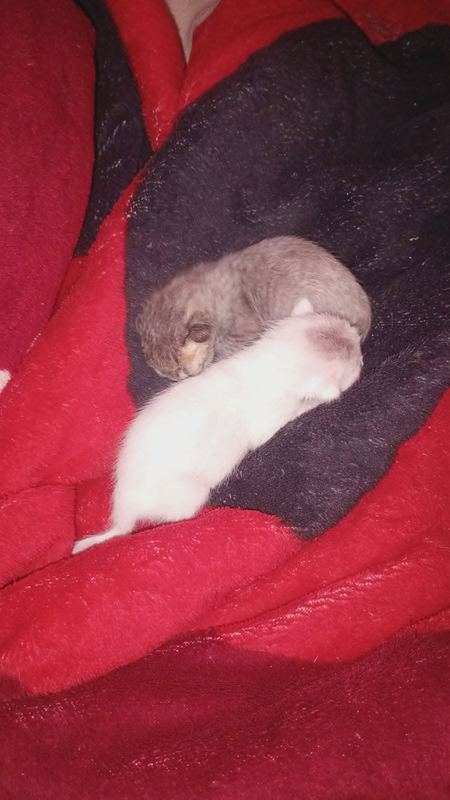 Los gatitos huérfanos, ya siendo atendidos