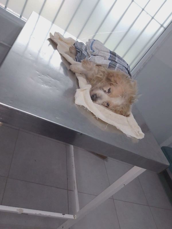 Nicanor con el suero puesto