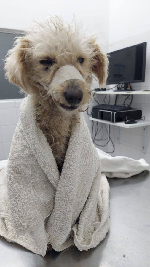 Toto envuelto en una toalla en la clínica veterinaria