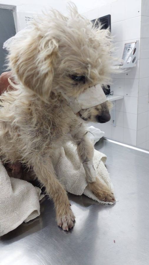 Perrito rescatado con vendajes, siendo atendido en la clínica veterinaria